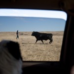 Lenny the dog watches Fort Peck tribal ranch manager Dave Madison look for a brand on a bull near Madison's personal ranch on the Fort Peck Reservation. The bull had a brand Madison was unfamiliar with.
