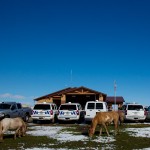 Horses roam the lawn of the Crow police department in Crow Agency.  Tribal patrol vehicles sit behind them, many not in use because there aren’t enough officers to operate them.