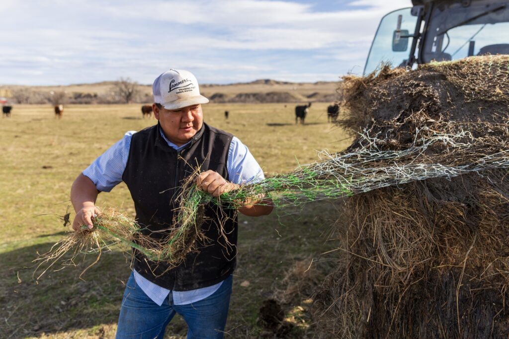 A young man strips the plastic netting off a bale of hay on the back of his tractor with cattle in the background.